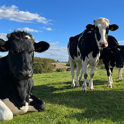 photo 3 vaches normandes noires et blanche dans prairie sous ciel bleu