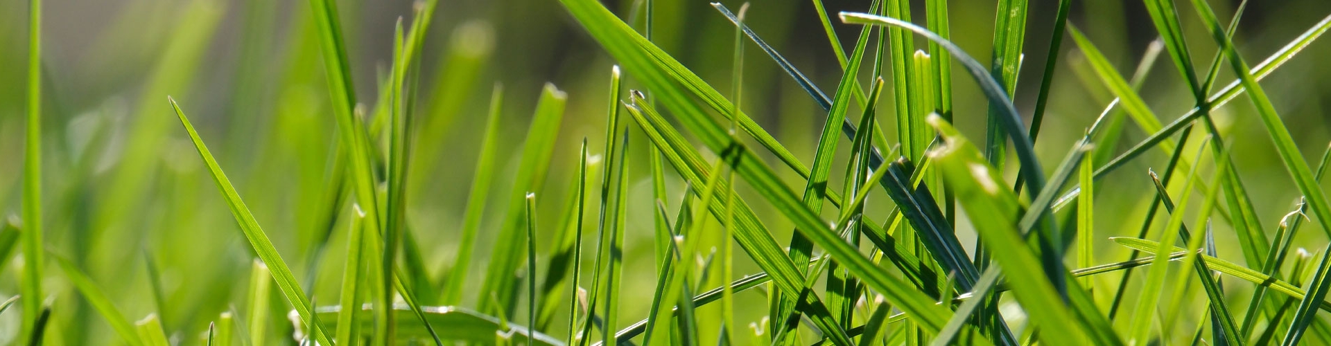 Regain-Perennial-Ryegrass.jpg