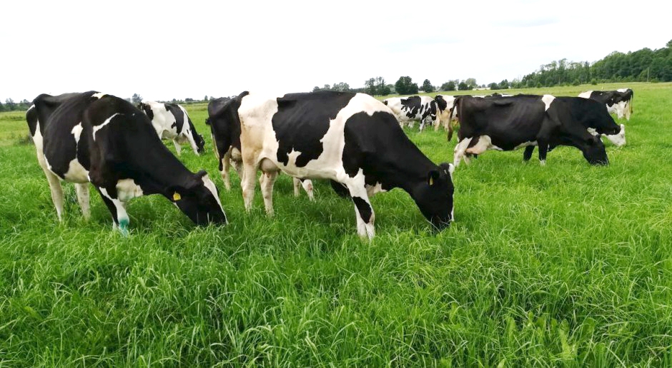 Cows.jpg